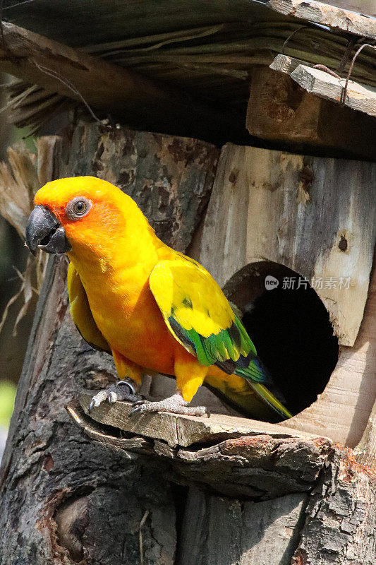 太阳conure (Aratinga solstice)的特写图像，栖息在木巢箱入口洞旁边的鹦鹉，聚焦于前景